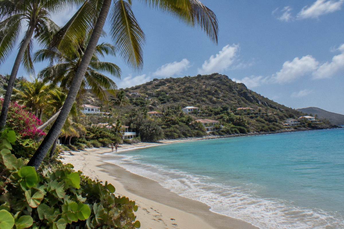 Palm trees leaning over a quiet sandy beach with gentle waves at midday